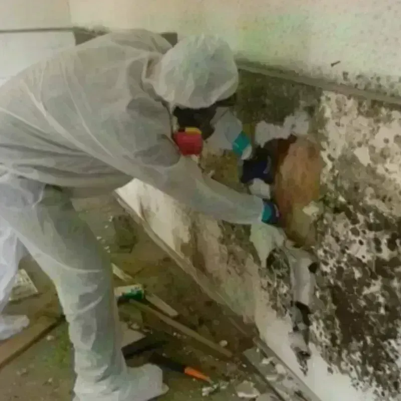 Mold Remediation and Removal in Ruckersville, VA